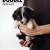 borderdoodle puppies for sale in malaysia