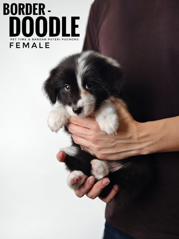 borderdoodle puppies for sale in malaysia