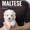 maltese puppies for sale in malaysia
