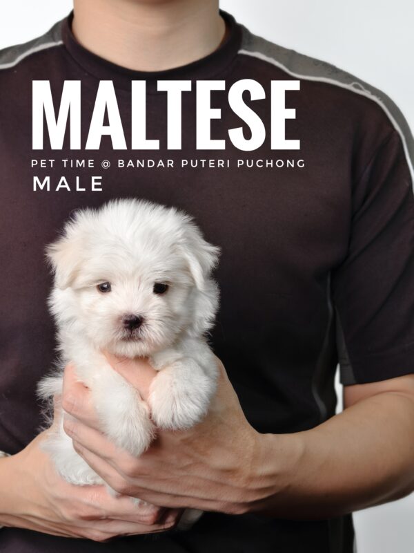 maltese puppies for sale in malaysia