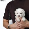maltese puppies for sale in malaysia