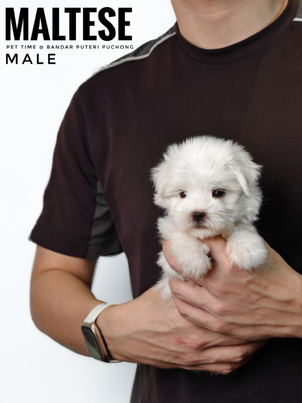 maltese puppies for sale in malaysia