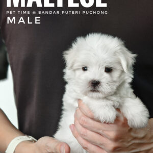 maltese puppies for sale in malaysia