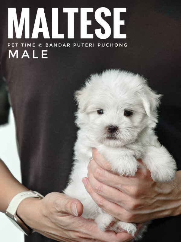 maltese puppies for sale in malaysia