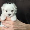 maltese puppies for sale in malaysia
