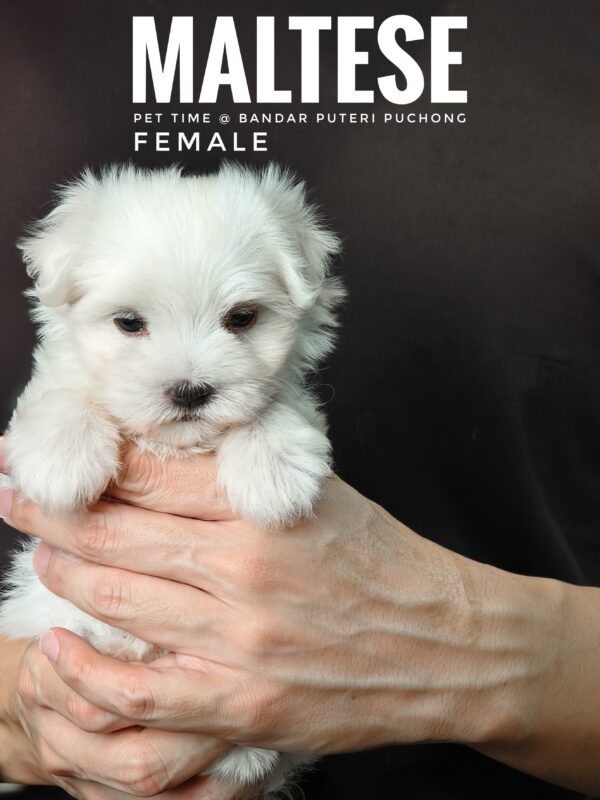 maltese puppies for sale in malaysia