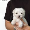 maltese puppies for sale in malaysia