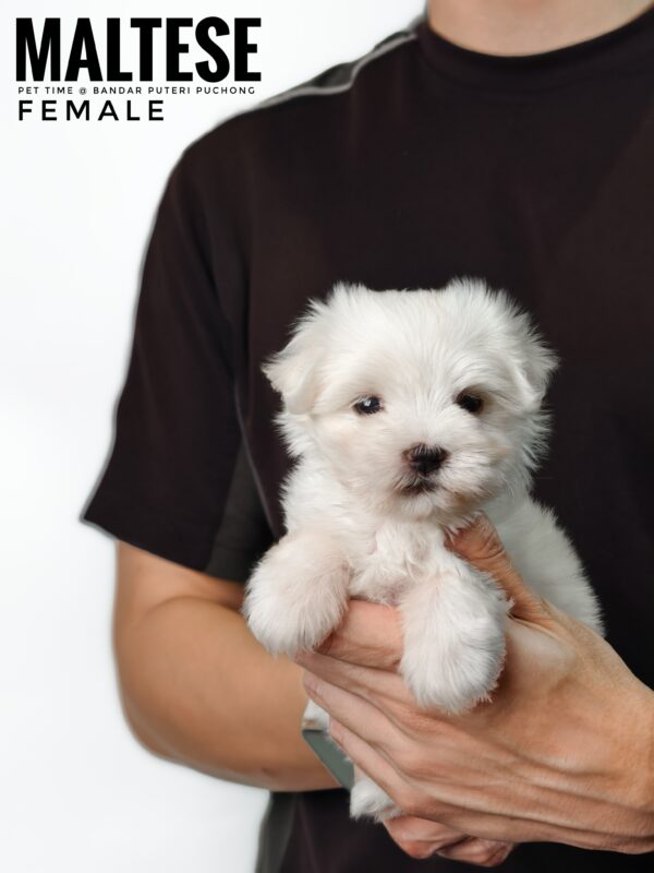 maltese puppies for sale in malaysia