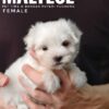 maltese puppies for sale in malaysia