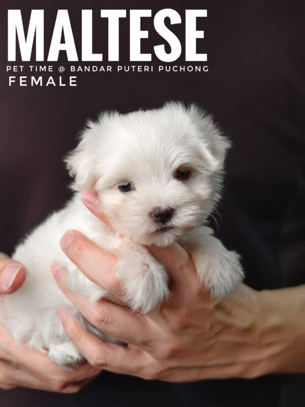 maltese puppies for sale in malaysia