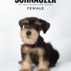 Schnauzer for Sale in Malaysia