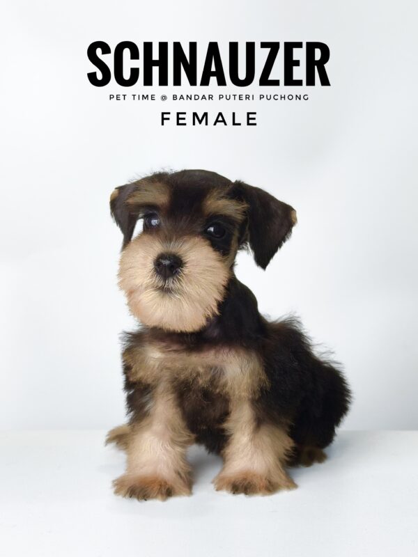 Schnauzer for Sale in Malaysia