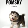 Pomsky for Sale in Malaysia