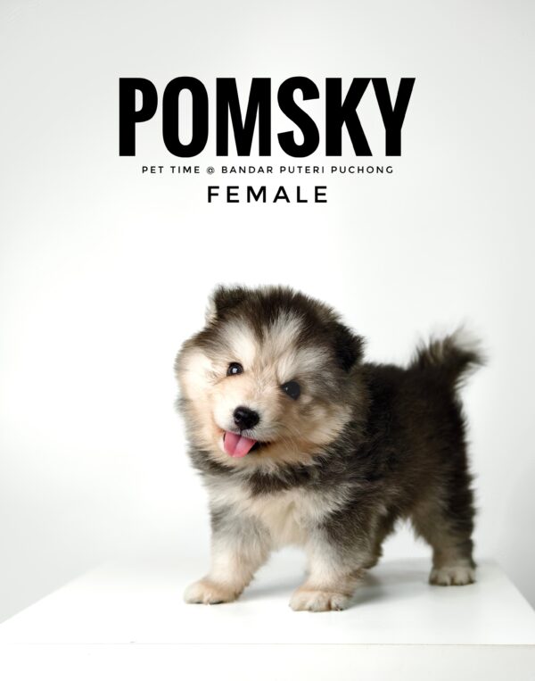 Pomsky for Sale in Malaysia