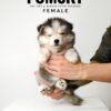 Pomsky for Sale in Malaysia