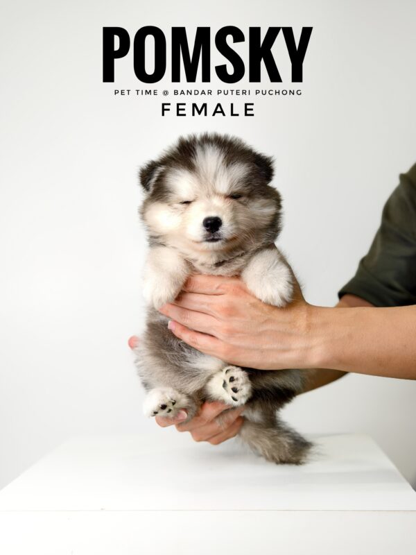 Pomsky for Sale in Malaysia