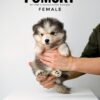 Pomsky for Sale in Malaysia
