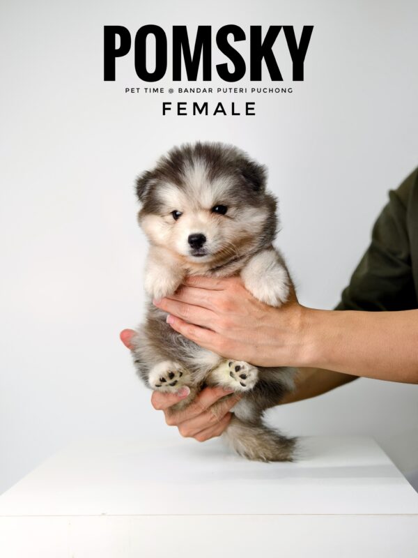 Pomsky for Sale in Malaysia