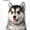 Pomsky for Sale in Malaysia