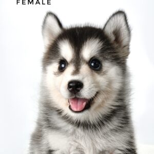 Pomsky for Sale in Malaysia