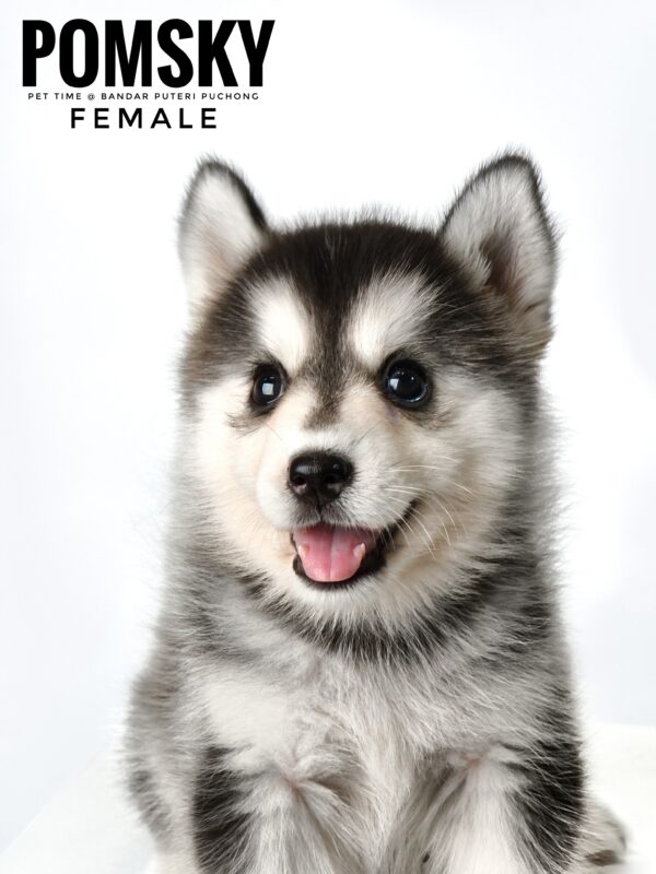 Pomsky for Sale in Malaysia
