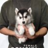 Pomsky for Sale in Malaysia