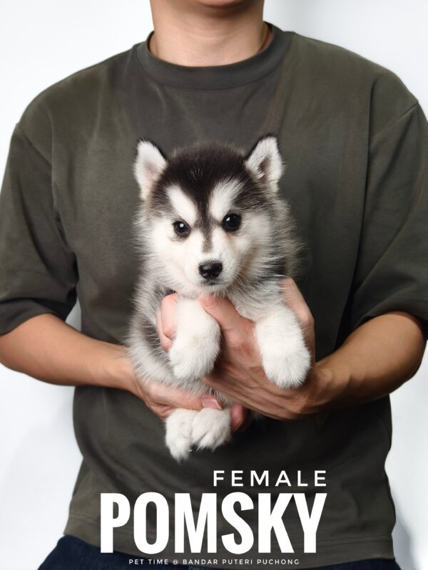 Pomsky for Sale in Malaysia