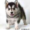 Pomsky for Sale in Malaysia