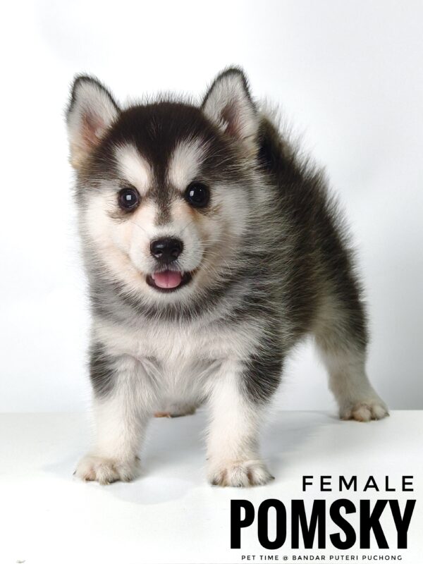 Pomsky for Sale in Malaysia