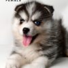 Pomsky for Sale in Malaysia