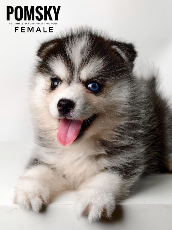 Pomsky for Sale in Malaysia