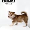 Pomsky for Sale in Malaysia