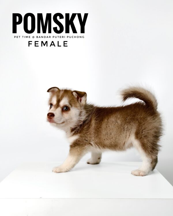 Pomsky for Sale in Malaysia