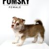 Pomsky for Sale in Malaysia