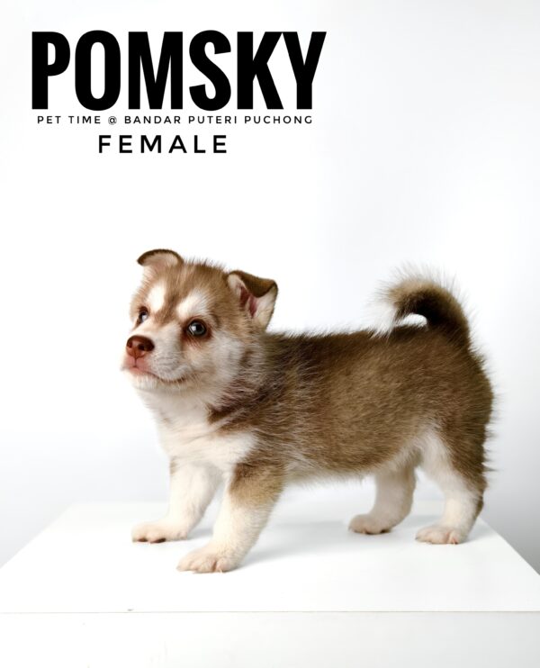Pomsky for Sale in Malaysia
