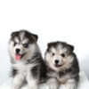 Pomsky for Sale in Malaysia