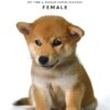 Mame Inu for Sale in Malaysia