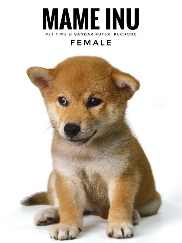 Mame Inu for Sale in Malaysia