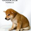 Mame Inu for Sale in Malaysia