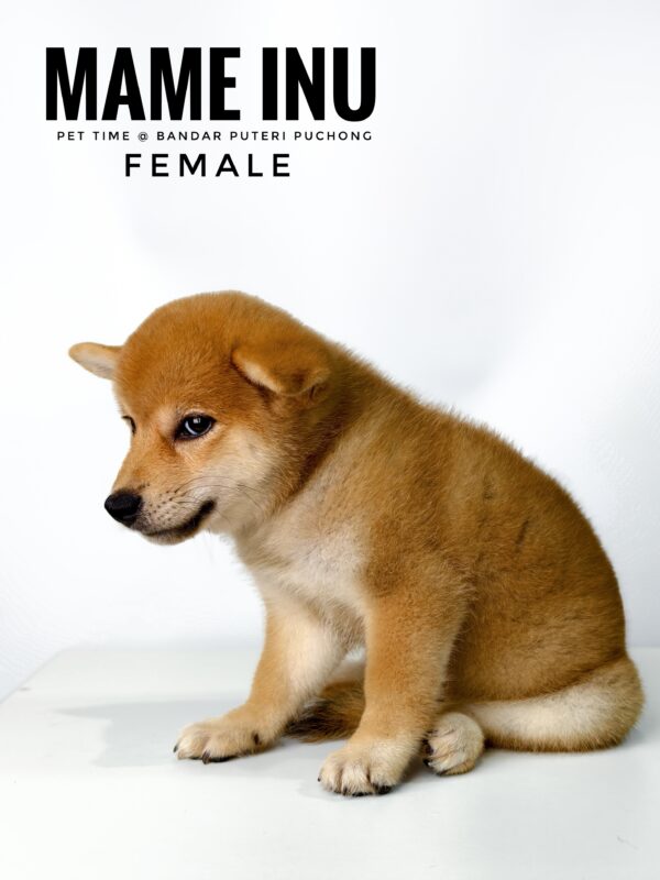 Mame Inu for Sale in Malaysia