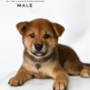 Mame Inu for Sale in Malaysia