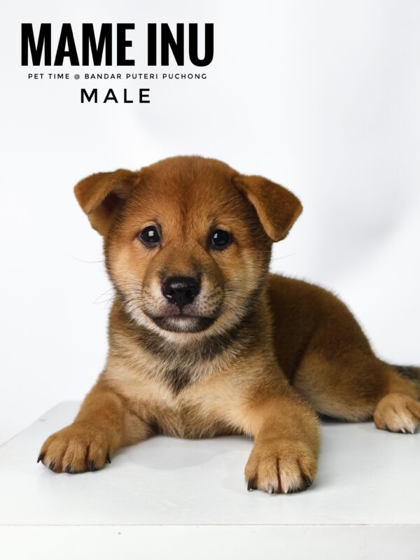Mame Inu for Sale in Malaysia