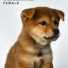 Mame Inu for Sale in Malaysia