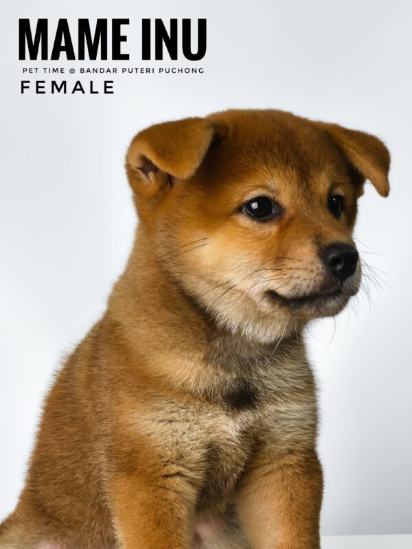 Mame Inu for Sale in Malaysia