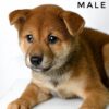 Mame Inu for Sale in Malaysia
