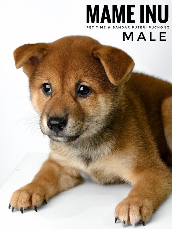 Mame Inu for Sale in Malaysia