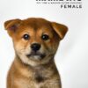Mame Inu for Sale in Malaysia