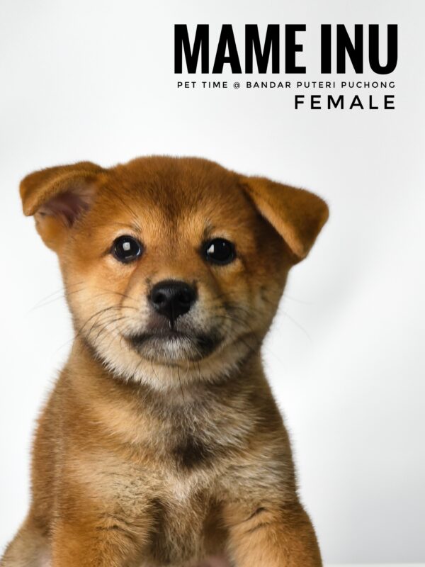Mame Inu for Sale in Malaysia