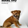 Mame Inu for Sale in Malaysia