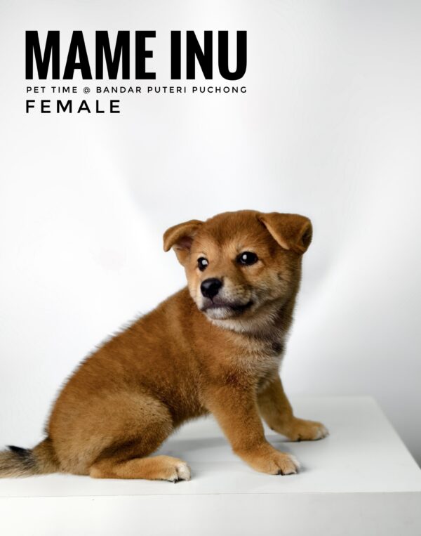 Mame Inu for Sale in Malaysia